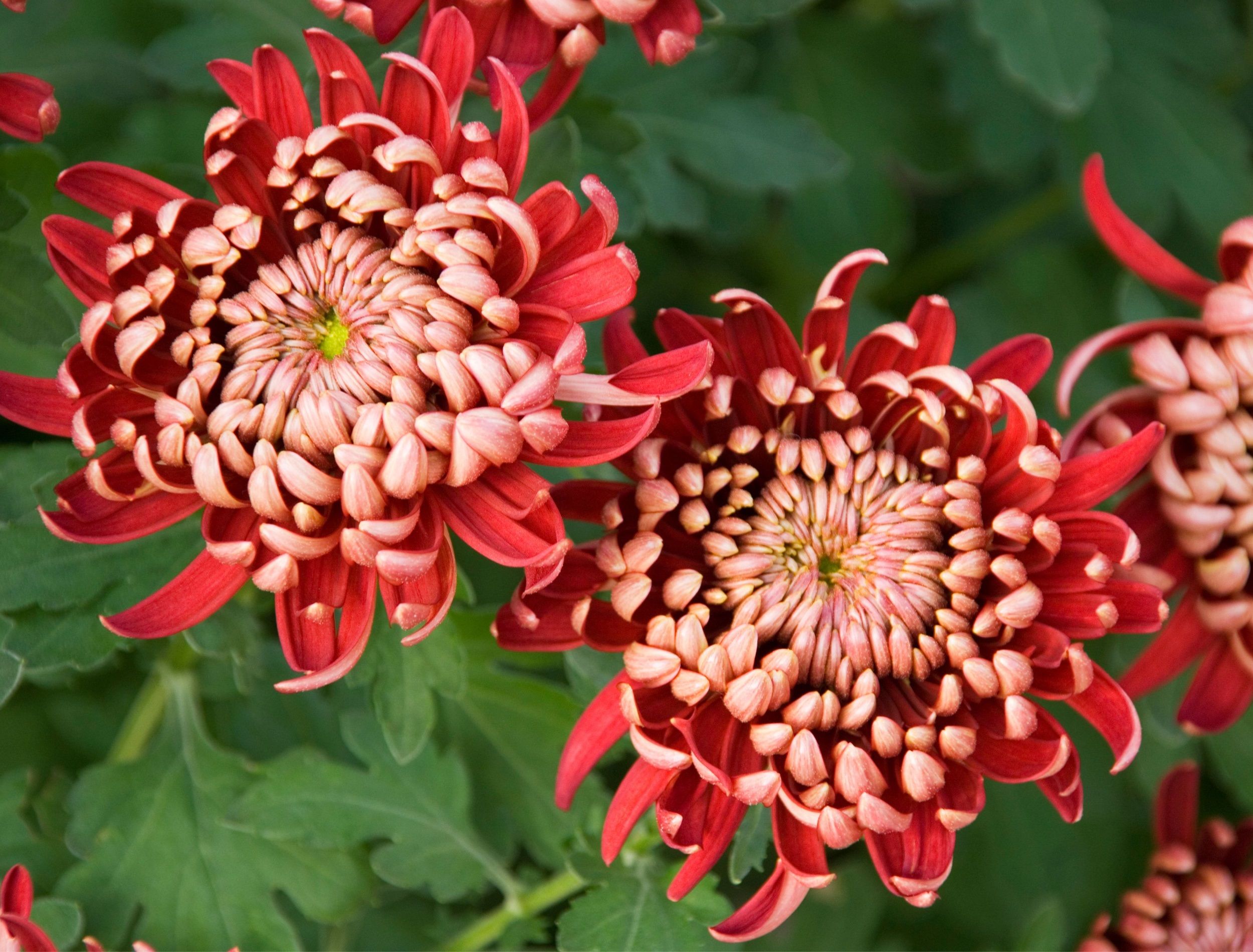 CHRYSANTHEMUM ' RED BOULOU', FLOWERS