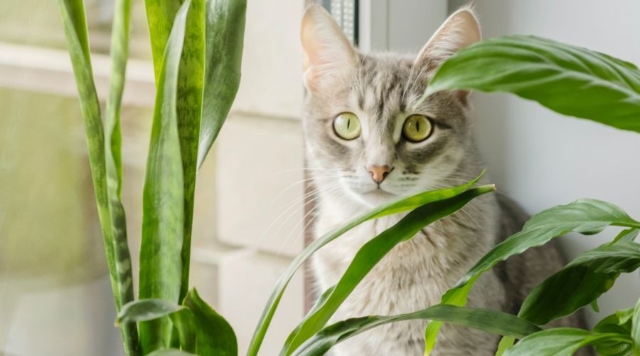 How To Keep Your Cat Away From Your Indoor Garden