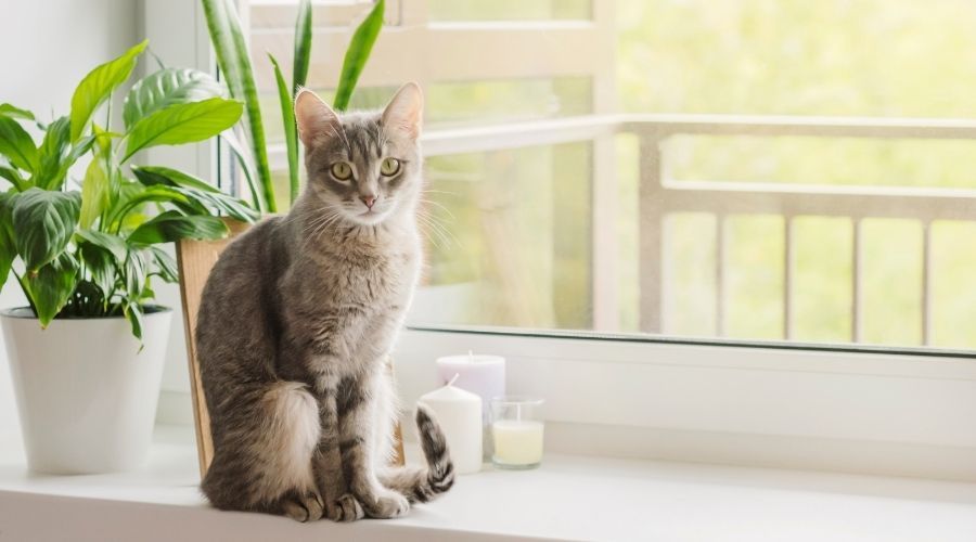 How To Keep Your Cat Away From Your Indoor Garden