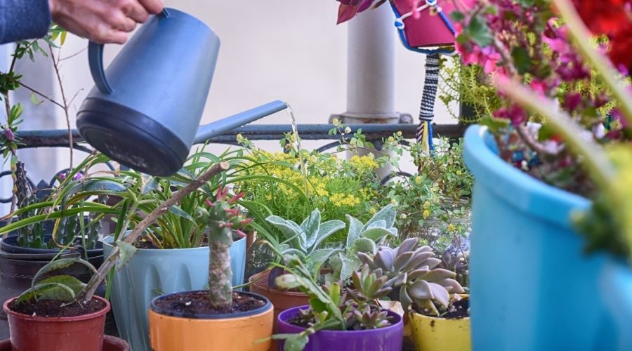 a person watering potted plants