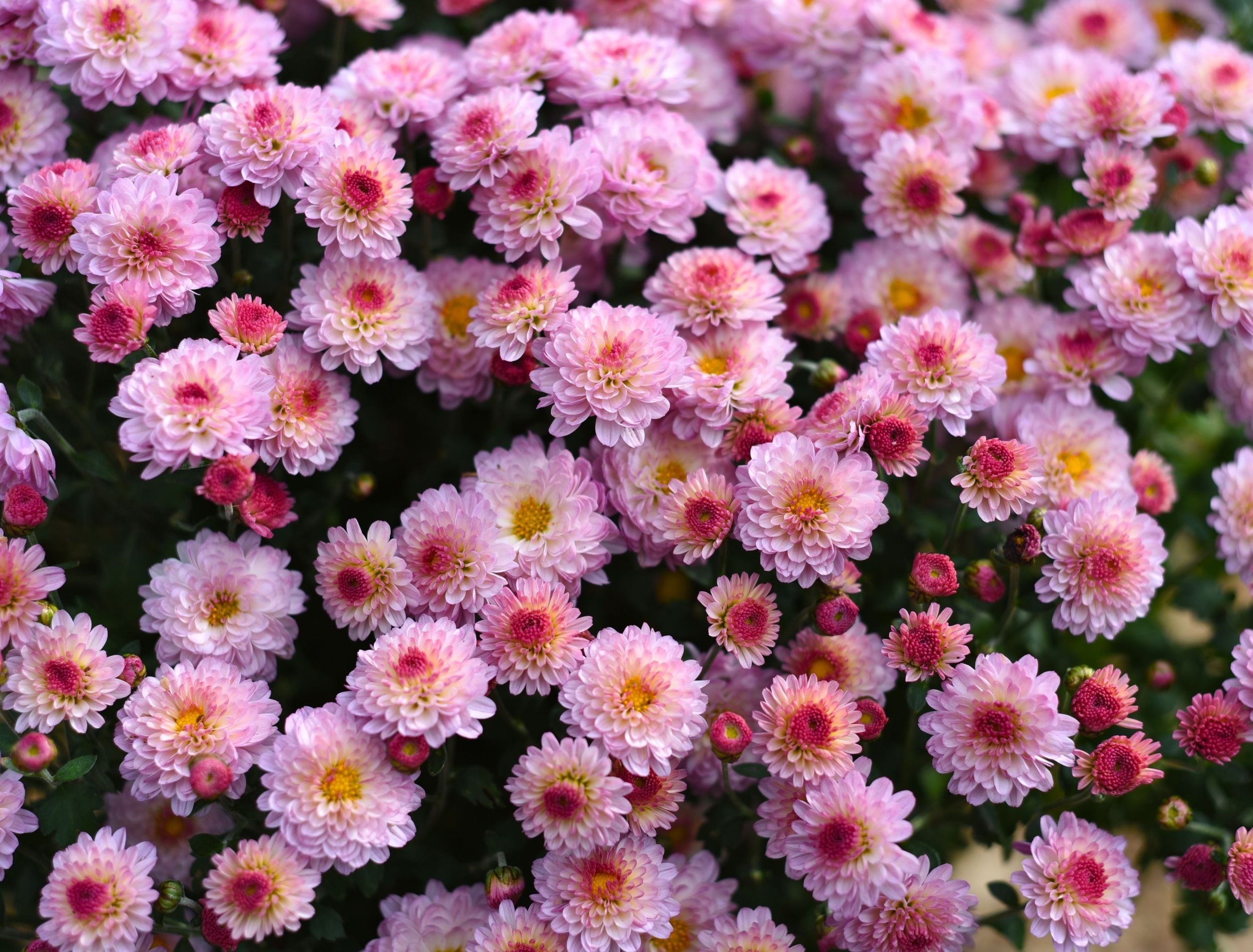 Gigi Pink Chrysanthemum close up