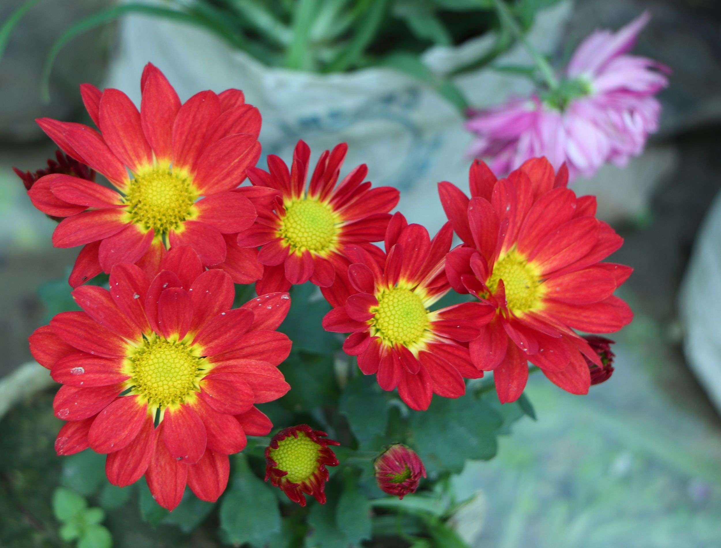 Red and Yellow-orange chrysanthemums on a blurry background close-up. Beautiful bright chrysanthemums bloom in autumn in the garden. Chrysanthemum background with a copy of the space.