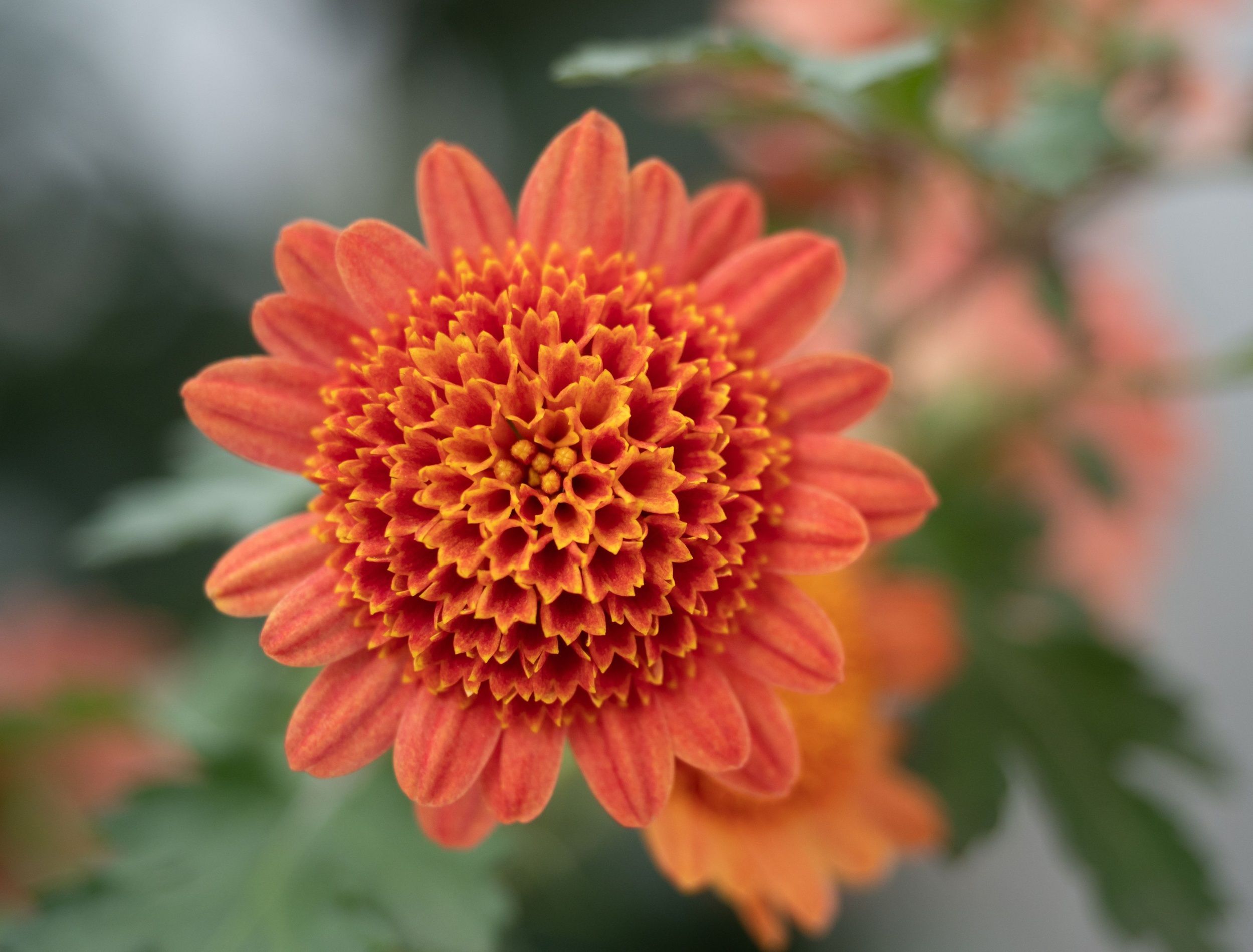 Close up of a salmon-colored chrysanthemum with short ray flowers or petals and multiple disc flowers. Photographed with a shallow depth of field.