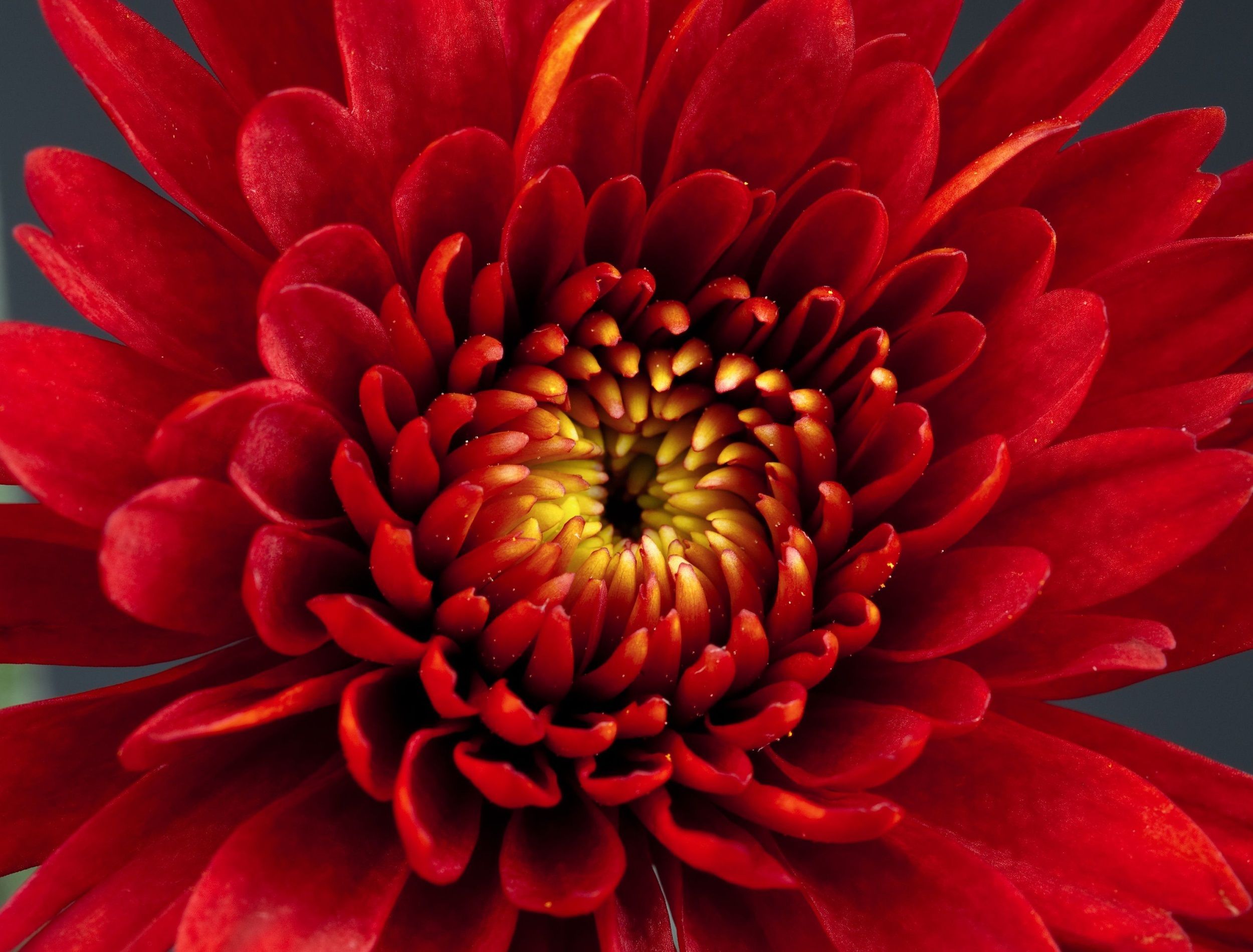 Red Chrysanthemum Flower