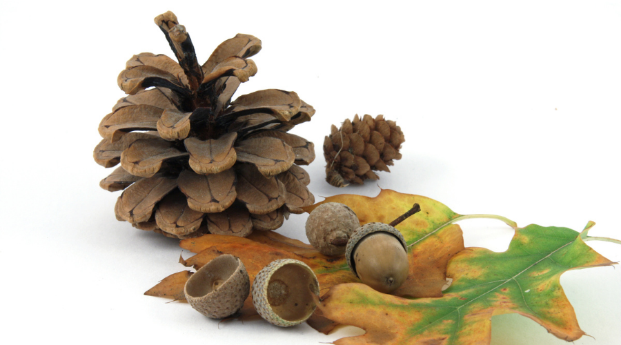 Fall leaves with pinecone and acorn