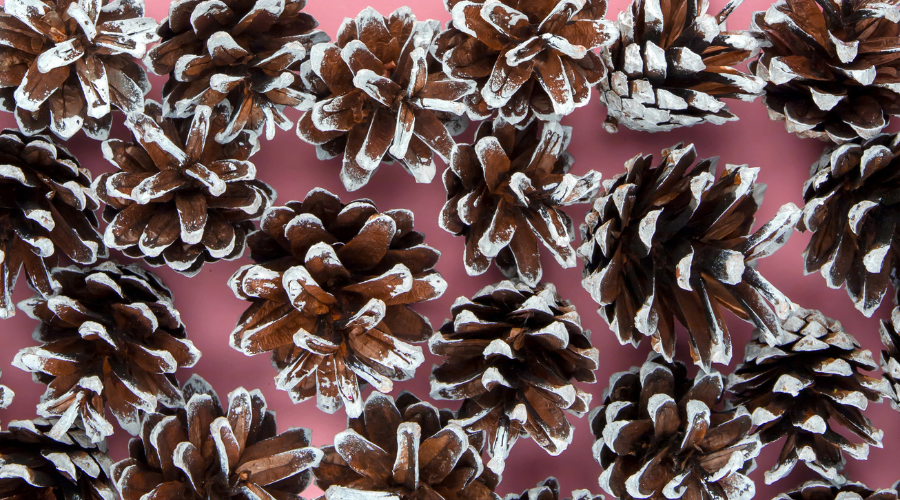 Pine Cones on PInk Background