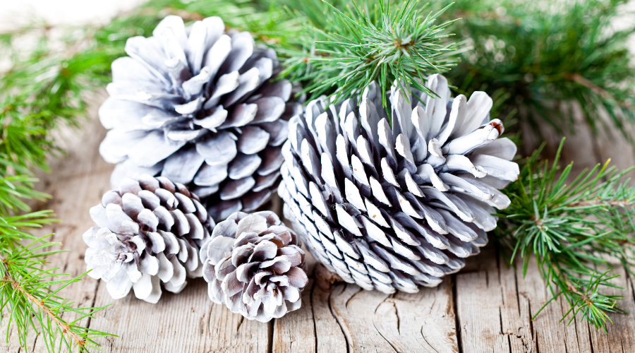 Evergreen fir tree branch and white pine cones.