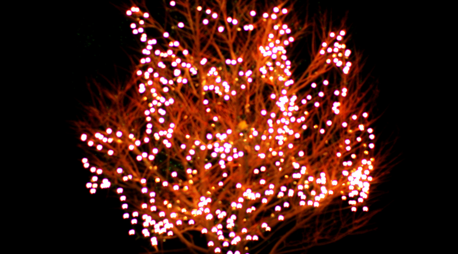 Christmas lights on deciduous tree