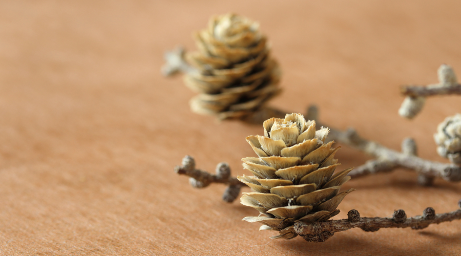 bleached Larch pine cone