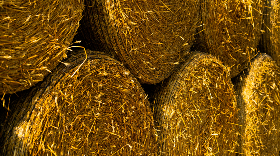 Round Yellow Hay Bales Stacked in a Row.