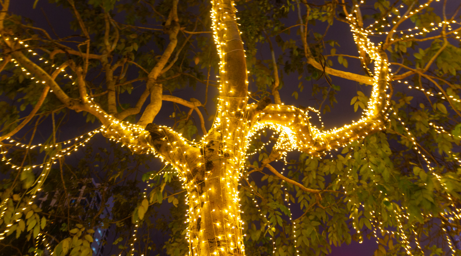 ฺBlurred Decorative outdoor string lights hanging on tree