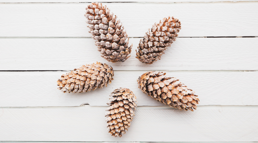White wooden background with snow covered pinecones