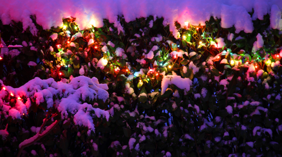 Hedge Glow with lights