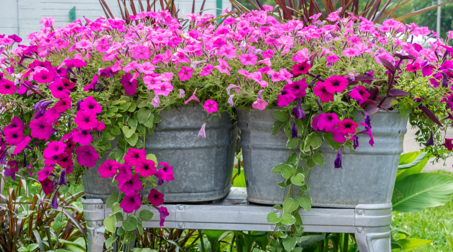 Galvanized tubs being used as planters for bright pink petunias