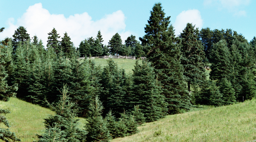 evergreen trees on hill