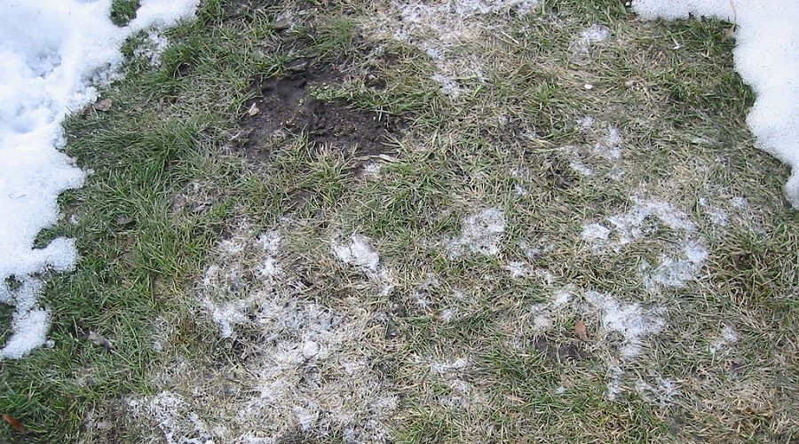 remove infected patches of snow mold