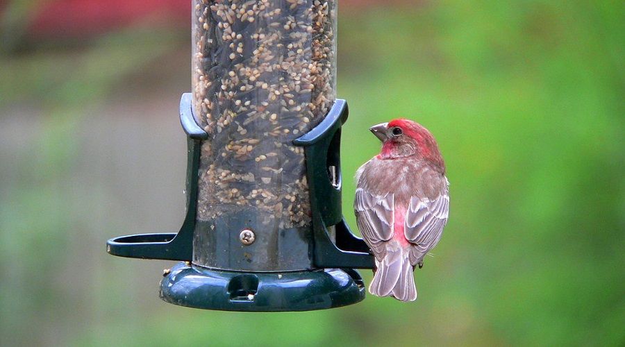Should You Feed Your Backyard Birds During Winter image 4