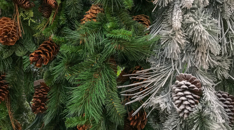 Christmas green evergreen flocked pines