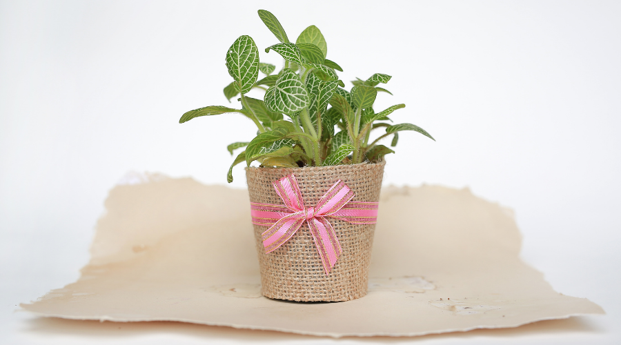 Small trees in a pot wrapped in burlap