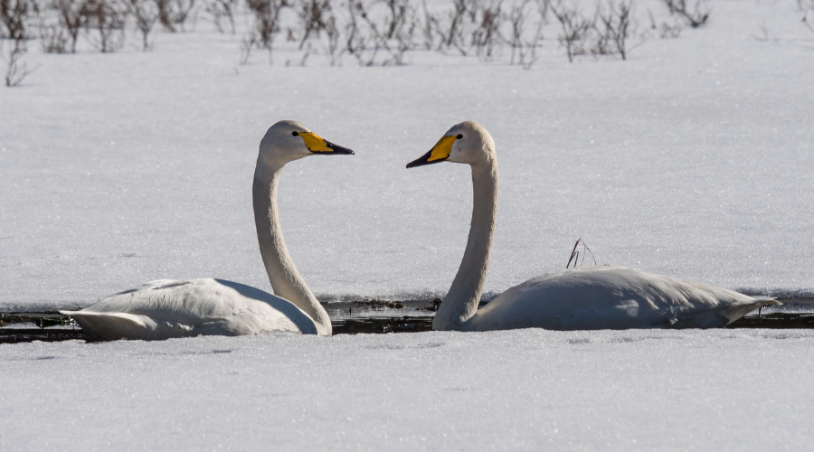 Whooper Swans in love