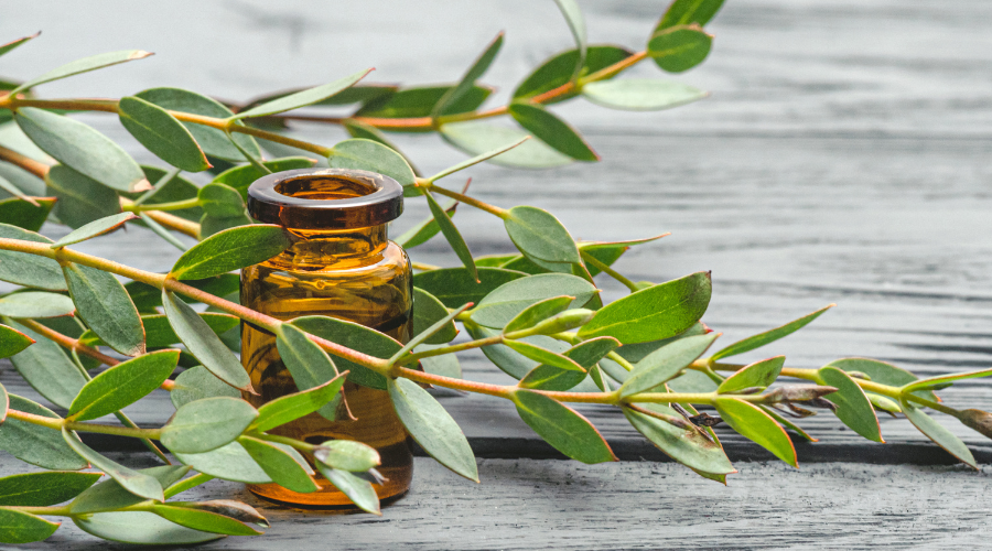 Eucalyptus essential oil.