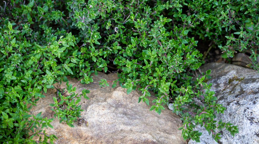 Herb Garden - Thyme on the Rocks