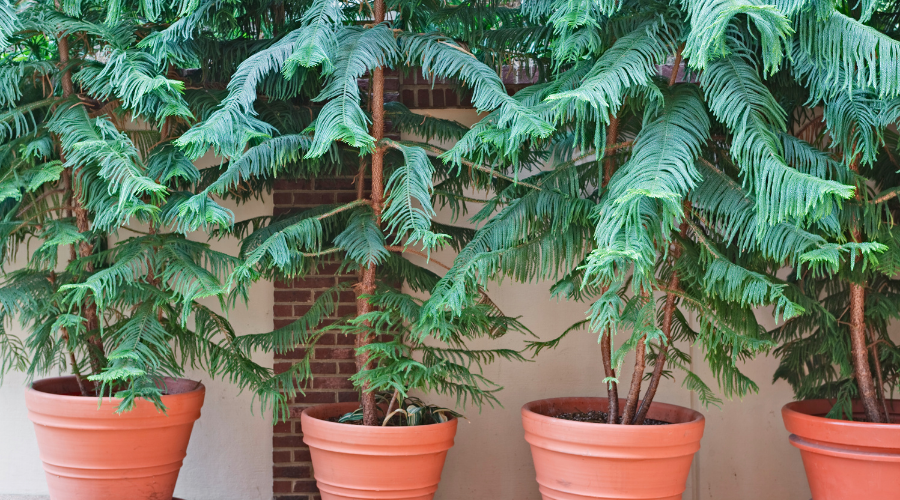 Potted Norfolk pine trees