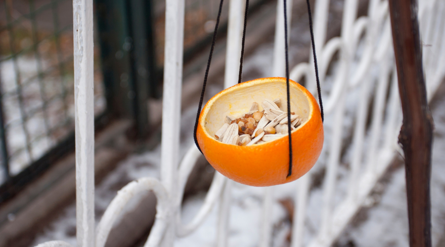 bird feeder made by orange peel