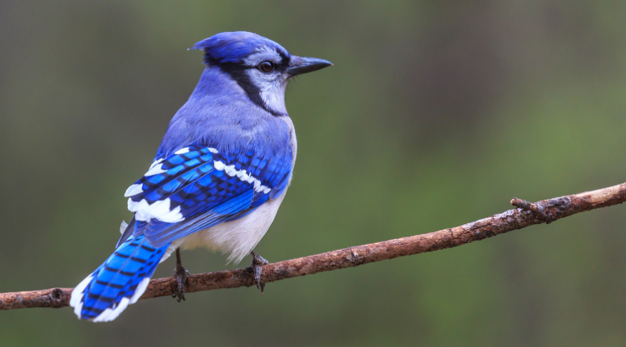 21 Of The Most Common Backyard Birds