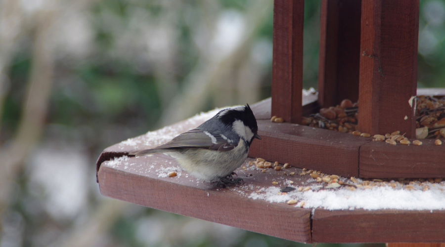 bird feeding on ledge of birdhouse