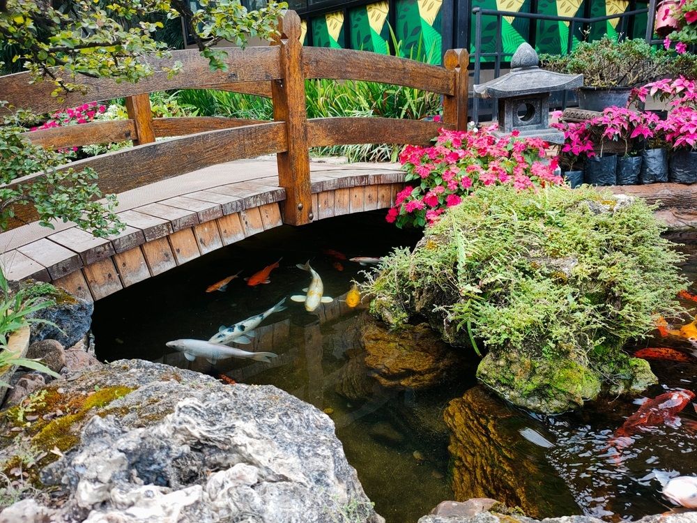 decoration design with koi pond and wood Bridge in garden