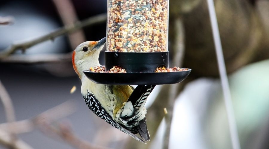 woodpecker hanging from a bird feeder, eating