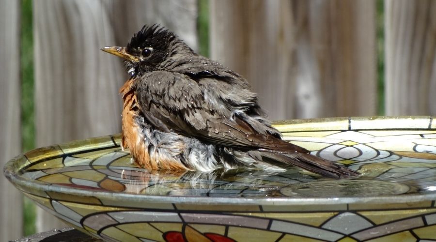 a robin sitting in the water of a bird bath