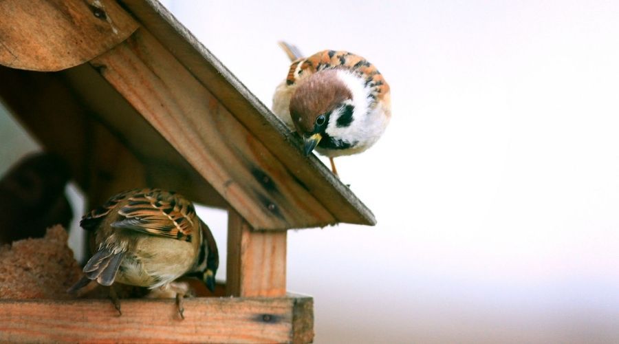 close up view of two birds perched on a bird feeder