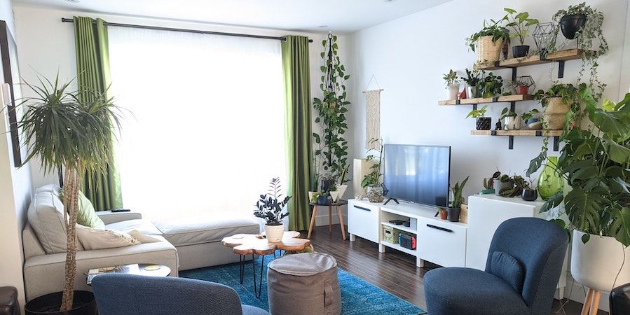 Living room filled with house plants 