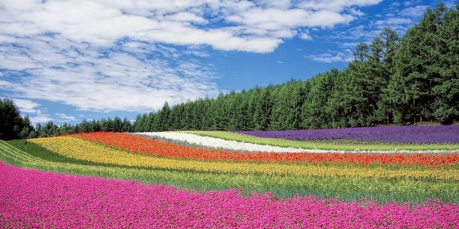 Field of colorful flowers with forest in the background 