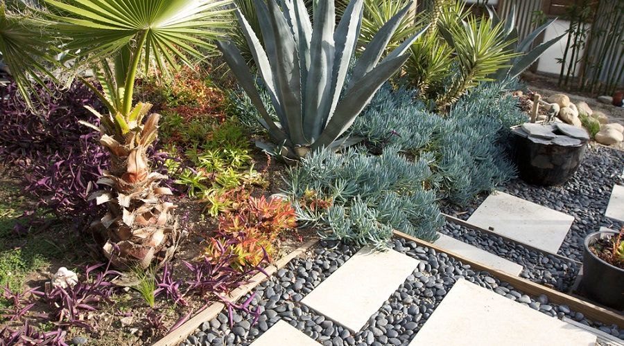 Xeriscape Ideas for Your Front or Back Yard