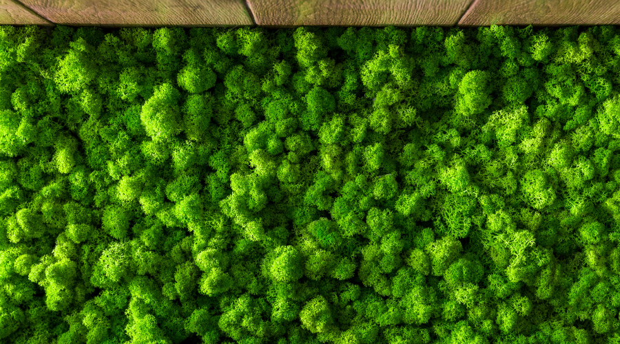 close up of moss growing on a wall