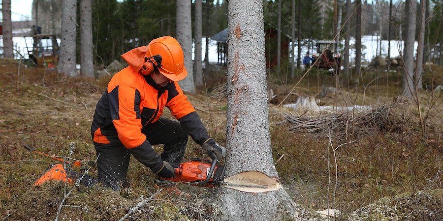 Person felling a tree with a chainsaw 