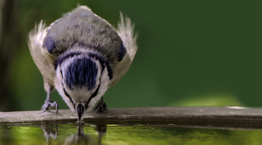 Bird Drinking Water