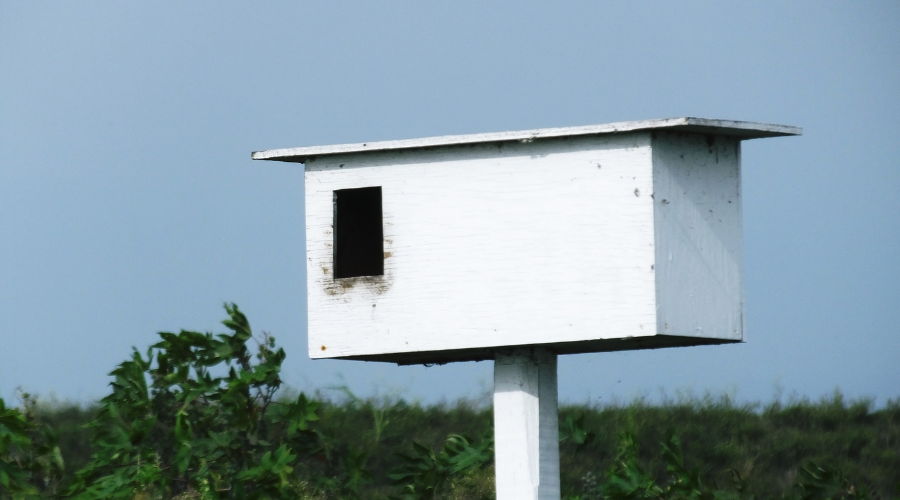 Barn Owl Box