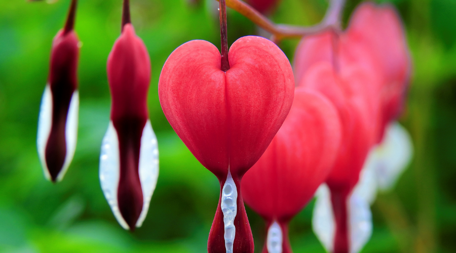 Blooming Bleeding Heart Flower