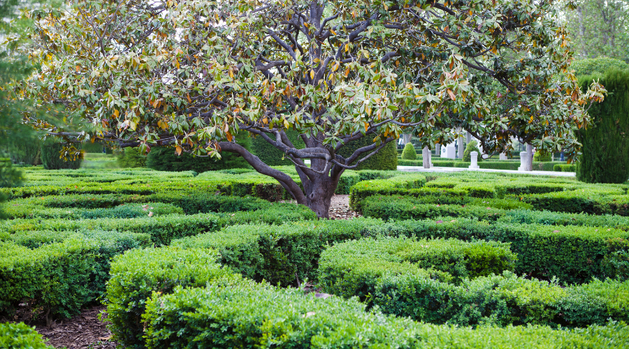 Labyrinth Garden With Tree