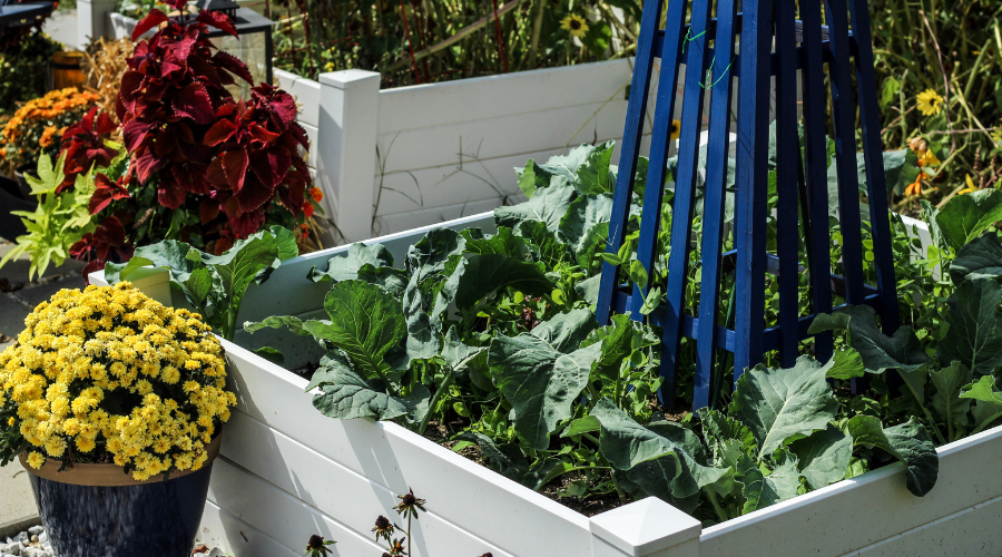 Fresh vegetables growing in a raised bed garden
