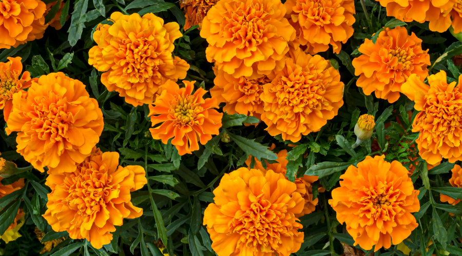 Blooming Yellow Marigolds