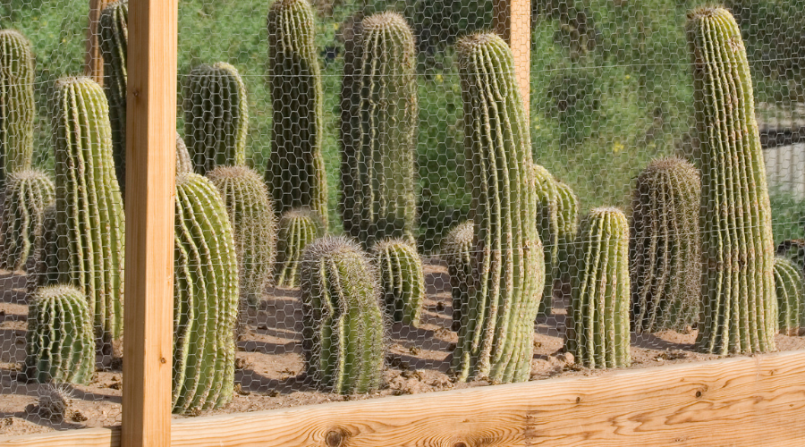 Cactus Propagation Bed