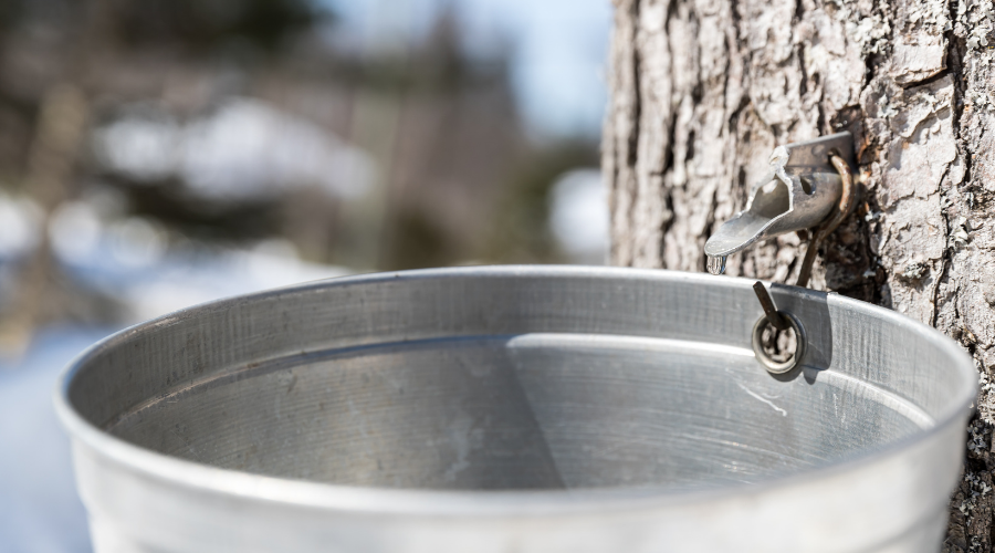 Maple Syrup Sap Dripping in bucket