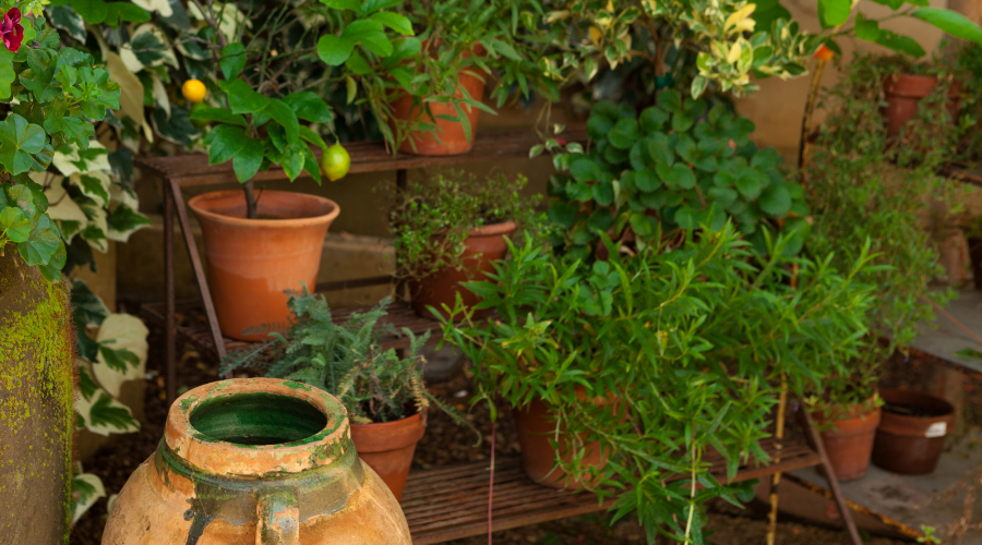 garden ceramic pots