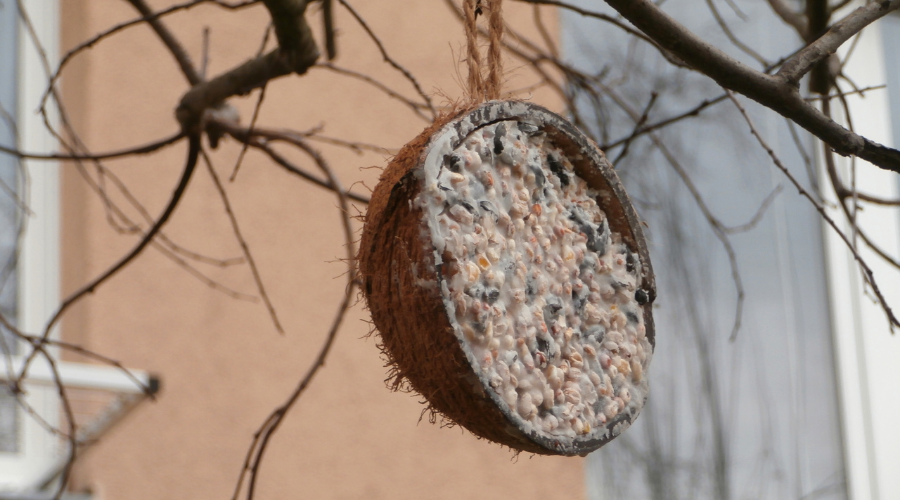 Coconut bird feeder
