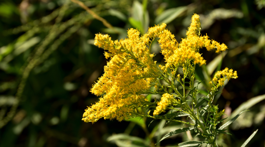 Goldenrod in a Field of Weeds